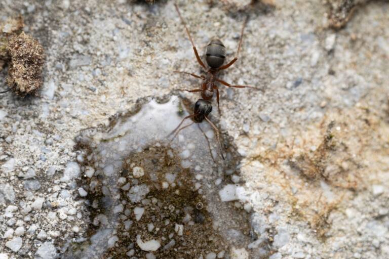 Ant trail on a patio pest control treatment in Vista CA