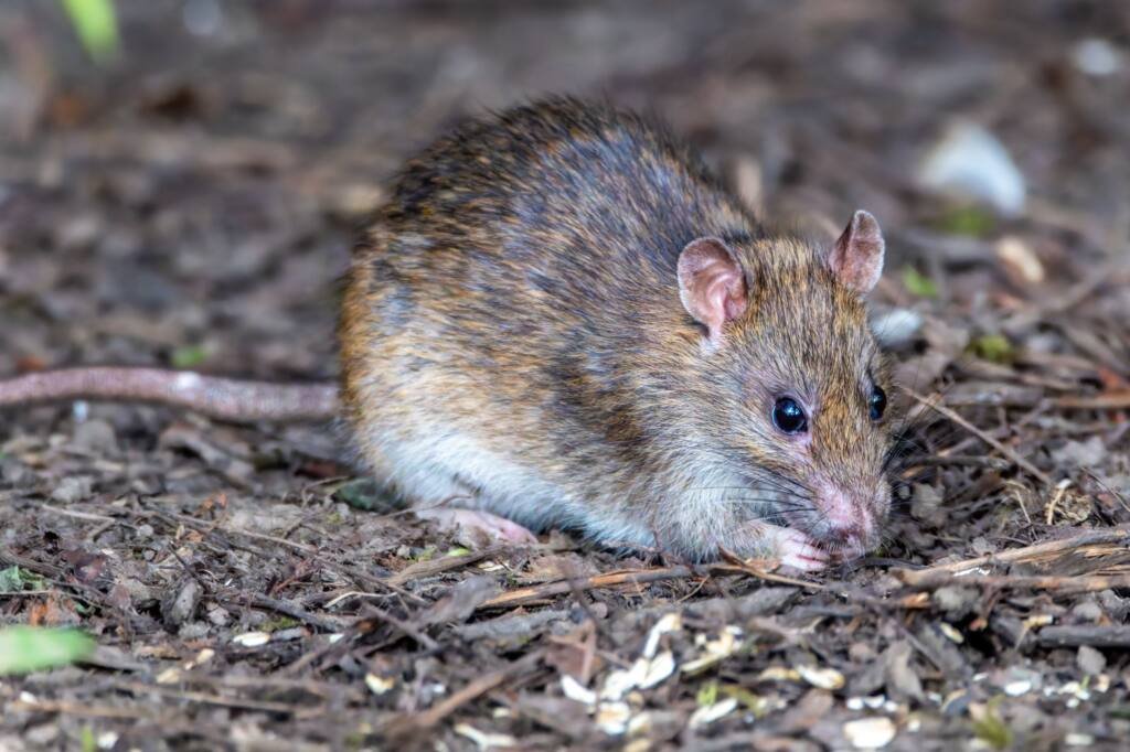 Rat near a home in Escondido, CA