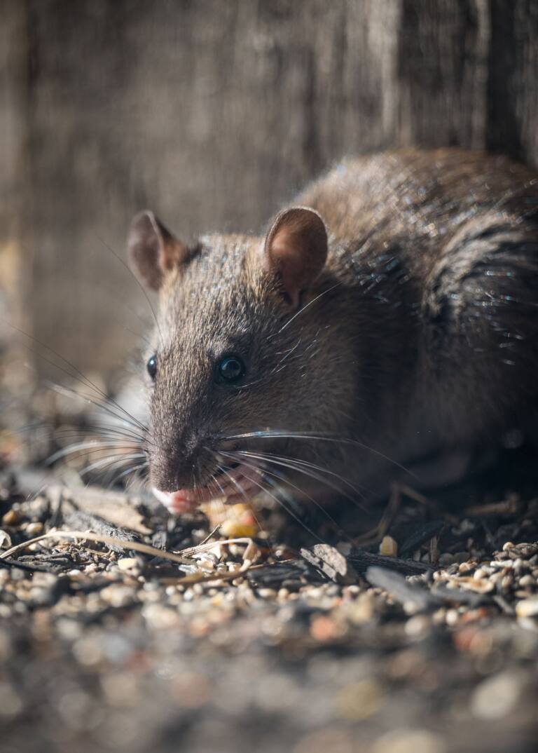 Roof rat found in a home attic in Vista CA