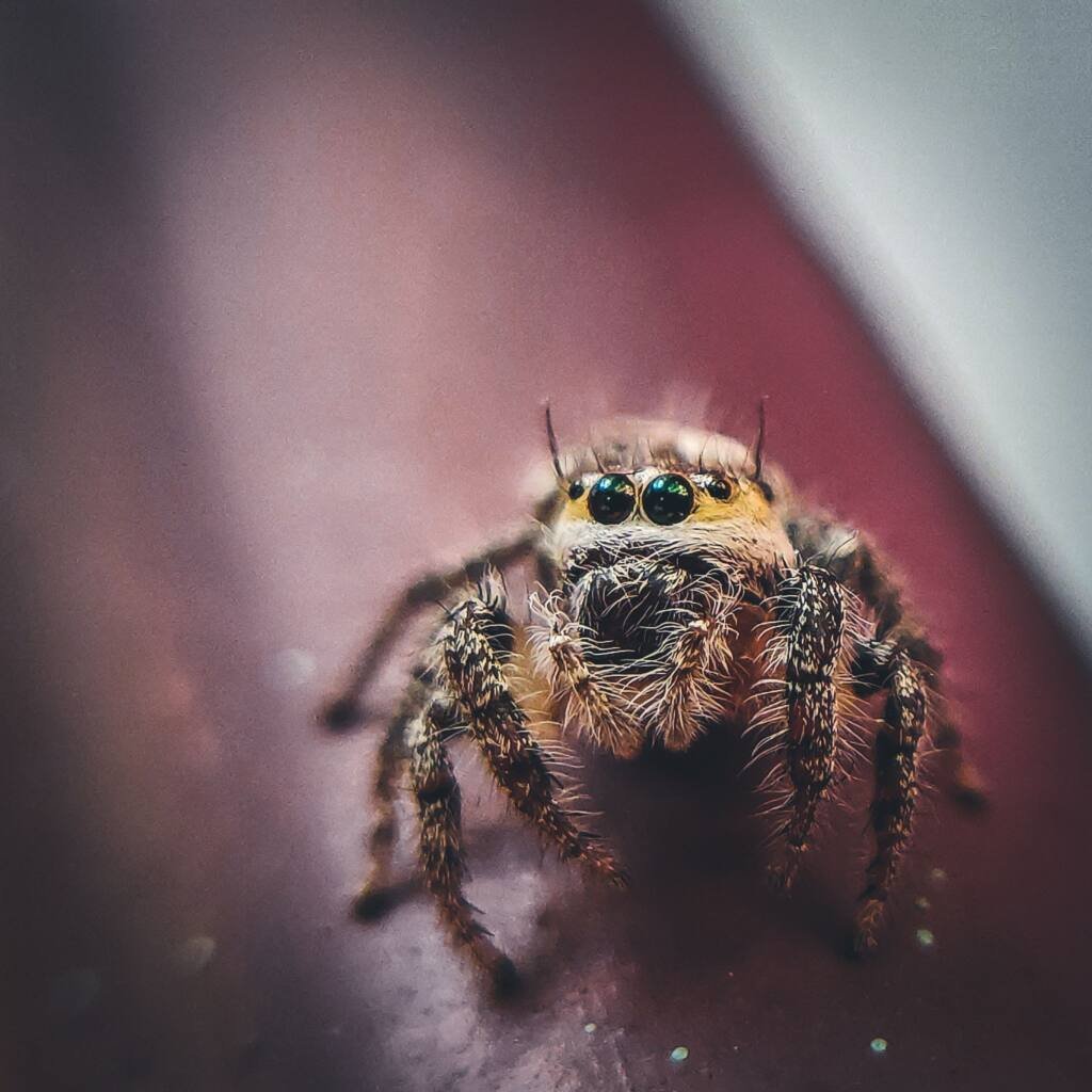 Close-up of a spider