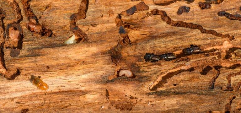 Termite damage pest control treatment in Vista CA
